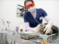 Ветеринарный врач стоматолог