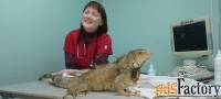 Лечение рептилий в Ясенево.