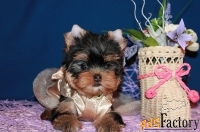 Щенки Йоркширского терьера. Мальчики и девочки.