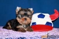 Щенки Йоркширского терьера. Мальчики и девочки.