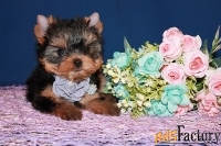 Щенки Йоркширского терьера. Мальчики и девочки.