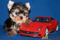 Щенки Йоркширского терьера. Мальчики и девочки.