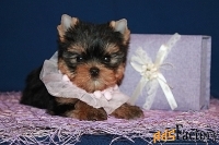 Щенки Йоркширского терьера. Мальчики и девочки.