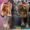 Щенки Йоркширского терьера. Мальчики и девочки.