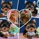 Щенки Йоркширского терьера. Мальчики и девочки.