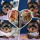 Щенки Йоркширского терьера. Мальчики и девочки.