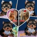 Трёхмесячная девочка Йоркширского терьера.