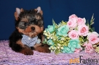 Трёхмесячная девочка Йоркширского терьера.