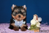 Трёхмесячная девочка Йоркширского терьера.