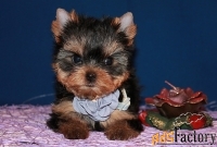 Трёхмесячная девочка Йоркширского терьера.