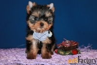 Трёхмесячная девочка Йоркширского терьера.