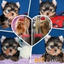 Трёхмесячный мальчик Йоркширского терьера.