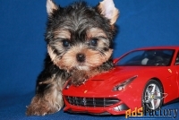 Трёхмесячный мальчик Йоркширского терьера.