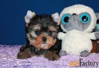 Трёхмесячный мальчик Йоркширского терьера.