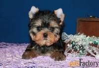 Трёхмесячный мальчик Йоркширского терьера.