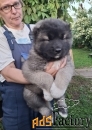 Щенки кавказской овчарки