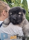 Щенки кавказской овчарки