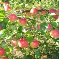 Саженцы яблони из питомника, с доставкой и посадкой по низкой цене