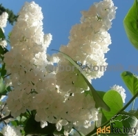 Саженцы сирени купить, крупномеры и небольшие растения с доставкой