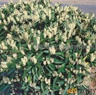 Сакура (вишня японская декоративная) в горшках для посадки купить