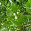 Сакура (вишня японская декоративная) в горшках для посадки купить