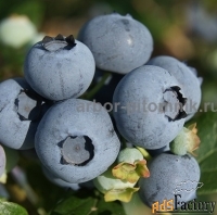 Саженцы и крупномеры голубики купить в Москве и Подмосковье с посадкой