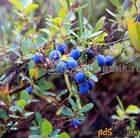 Саженцы и крупномеры голубики купить в Москве и Подмосковье с посадкой