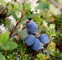 Саженцы и крупномеры голубики купить в Москве и Подмосковье с посадкой