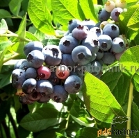 Саженцы и крупномеры голубики купить в Москве и Подмосковье с посадкой