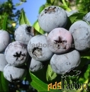 Саженцы и крупномеры голубики купить в Москве и Подмосковье с посадкой