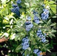 Саженцы и крупномеры голубики купить в Москве и Подмосковье с посадкой