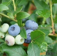 Саженцы и крупномеры голубики купить в Москве и Подмосковье с посадкой