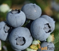 Саженцы и крупномеры голубики купить в Москве и Подмосковье с посадкой