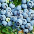 Саженцы и крупномеры голубики купить в Москве и Подмосковье с посадкой
