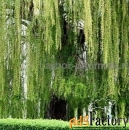 Крупномеры в Москве и Подмосковье с доставкой и посадкой