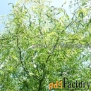 Крупномеры в Москве и Подмосковье с доставкой и посадкой