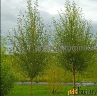 Крупномеры в Москве и Подмосковье с доставкой и посадкой