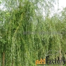 Крупномеры в Москве и Подмосковье с доставкой и посадкой