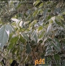 Крупномеры в Москве и Подмосковье с доставкой и посадкой