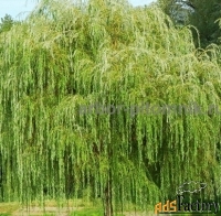 Крупномеры в Москве и Подмосковье с доставкой и посадкой