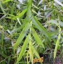 Крупномеры в Москве и Подмосковье с доставкой и посадкой