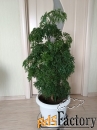 Полисциас - декоративное растение