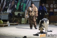 Дрессировка собак в Омске