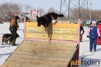 Дрессировка собак в Омске