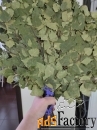веники для бани оптом