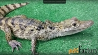 крокодиловый кайман