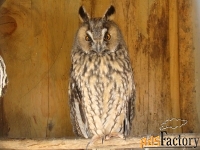 Сова ушастая