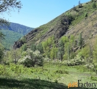 Участок в горах Алтая у речки под тур комплекс с пантолечением