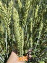 Семена озимой пшеницы зерноградской селекции ЭС/РС1