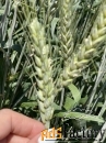 Семена озимой пшеницы ЭС/РС1/РС2